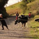 Tornando a Isinlivi'